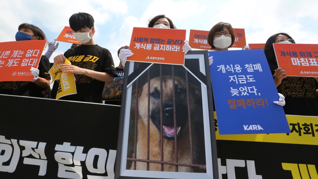 South Korea’s Newest Ban is a Monumental Victory for Dogs and Animal Rights