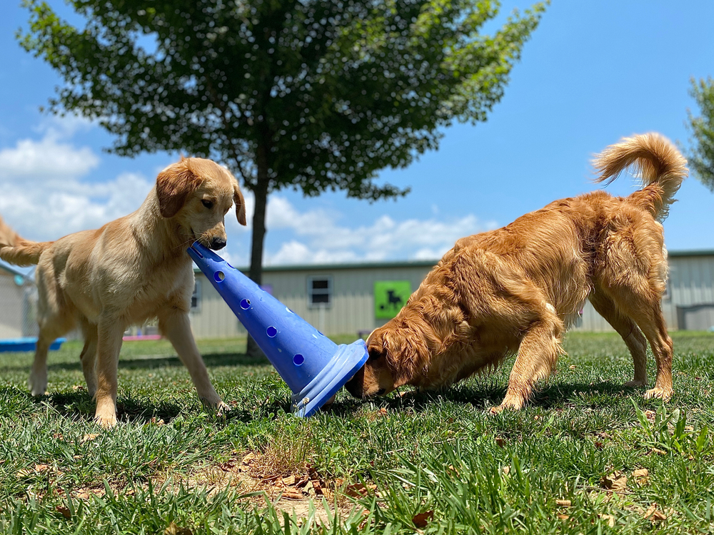 How Your Pet Can Benefit From Animal Enrichment